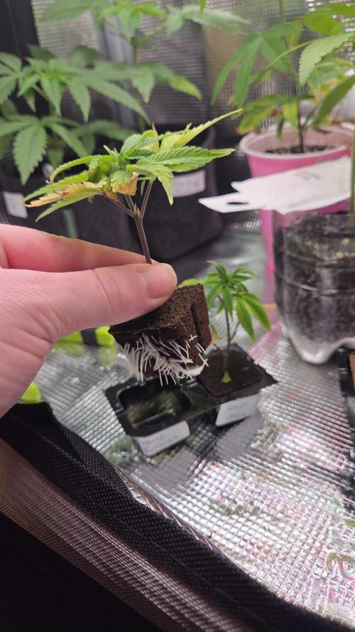 Grounded Genetics im Sumpf. Week 12