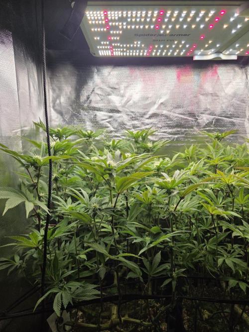 Grounded Genetics im Sumpf. Week 13