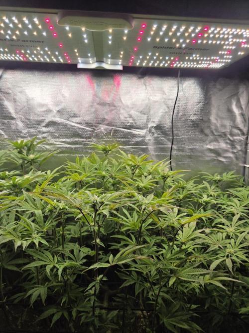Grounded Genetics im Sumpf. Week 13