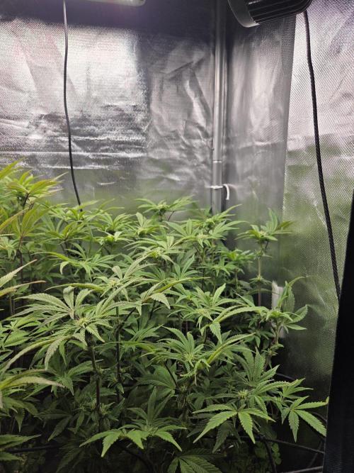 Grounded Genetics im Sumpf. Week 13