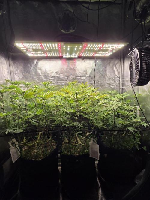 Grounded Genetics im Sumpf. Week 13