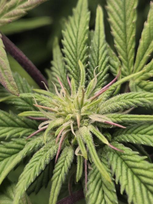 Grounded Genetics im Sumpf. Week 13 - Pink Chai