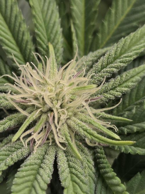Grounded Genetics im Sumpf. Week 13 - Strawberry Gummies