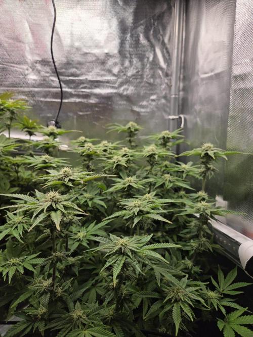 Grounded Genetics im Sumpf. Week 14 - Pink Chai