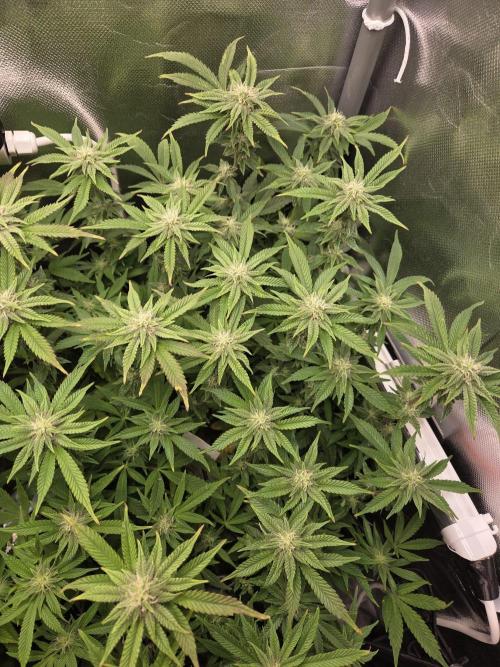 Grounded Genetics im Sumpf. Week 14 - Pink Chai
