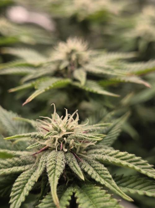 Grounded Genetics im Sumpf. Week 14 - Pink Chai