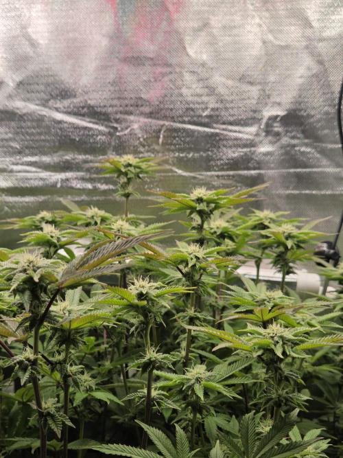 Grounded Genetics im Sumpf. Week 14 - Sour Blucci