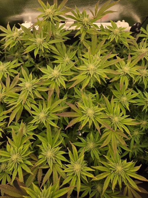 Grounded Genetics im Sumpf. Week 14 - Sour Blucci