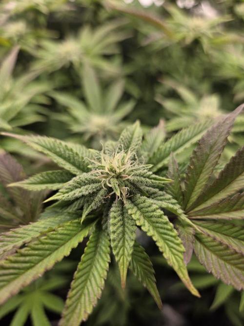 Grounded Genetics im Sumpf. Week 14 - Sour Blucci