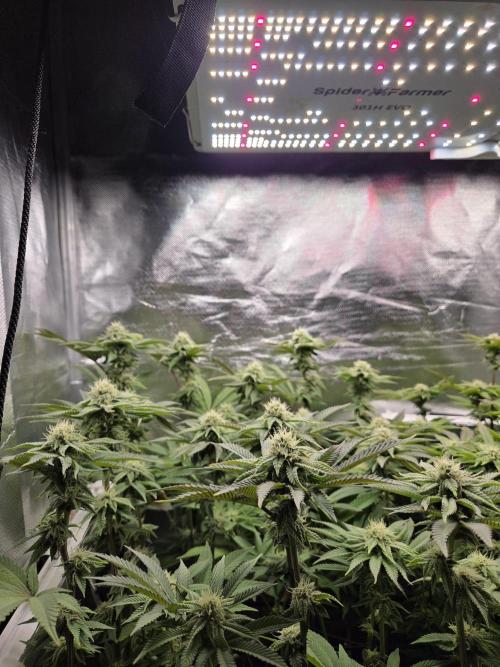 Grounded Genetics im Sumpf. Week 14 - Strawberry Gummies