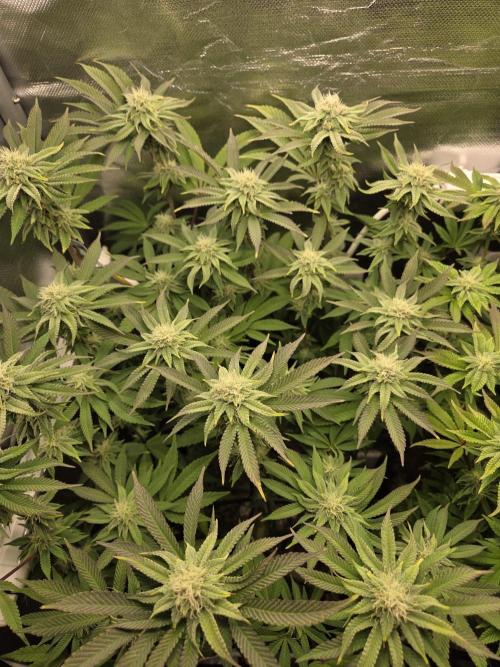 Grounded Genetics im Sumpf. Week 14 - Strawberry Gummies