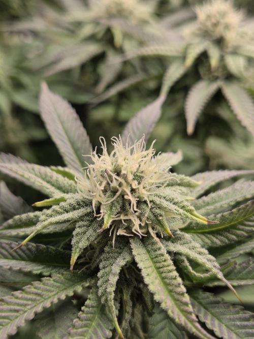 Grounded Genetics im Sumpf. Week 14 - Strawberry Gummies