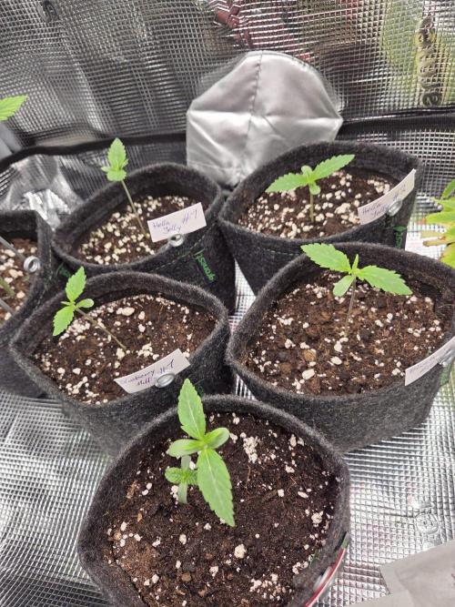 Humboldt Specials. Week 0