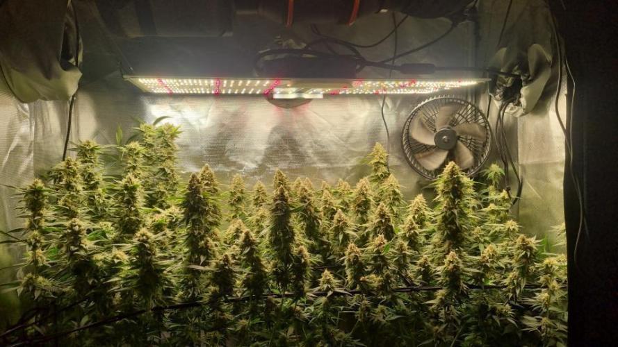Papaya Zoap F1 V2. Week 18