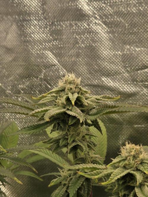 Grounded Genetics im Sumpf. Week 14 - Strawberry Gummies