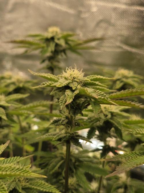 Grounded Genetics im Sumpf. Week 14 - Sour Blucci