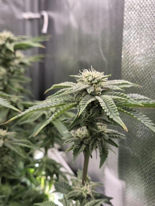 Grounded Genetics im Sumpf. Week 14 - Pink Chai