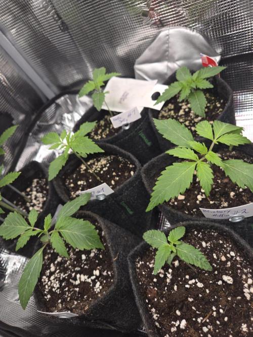 Humboldt Specials. Week 0 - Separating the both Puff Pastry seedlings went well !
