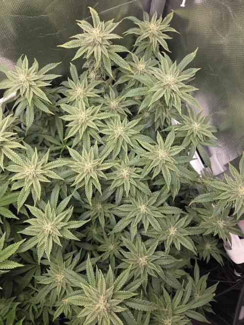 Grounded Genetics im Sumpf. Week 15 - Pink Chai