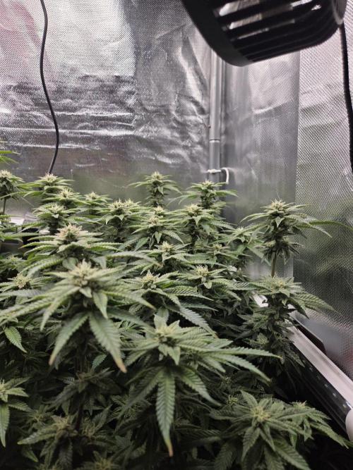Grounded Genetics im Sumpf. Week 15 - Pink Chai