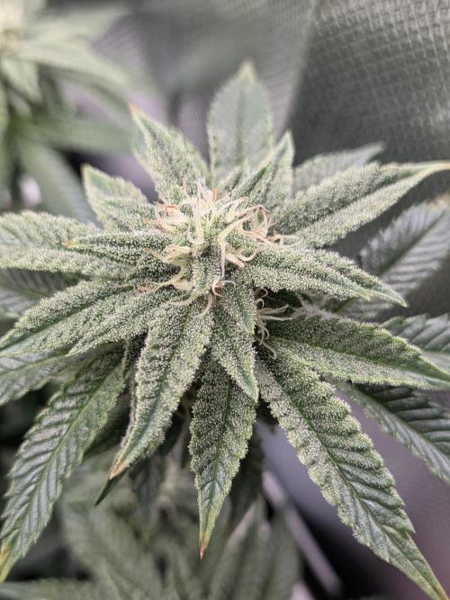 Grounded Genetics im Sumpf. Week 15 - Pink Chai