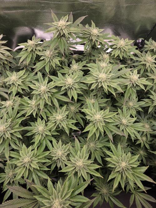 Grounded Genetics im Sumpf. Week 15 - Sour Blucci