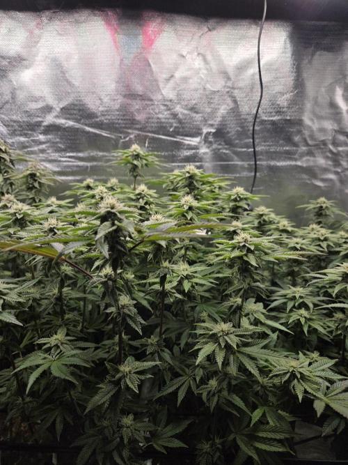 Grounded Genetics im Sumpf. Week 15 - Sour Blucci