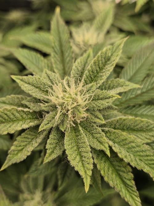 Grounded Genetics im Sumpf. Week 15 - Sour Blucci