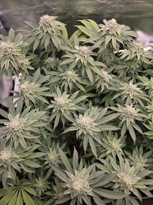 Grounded Genetics im Sumpf. Week 15 - Strawberry Gummies