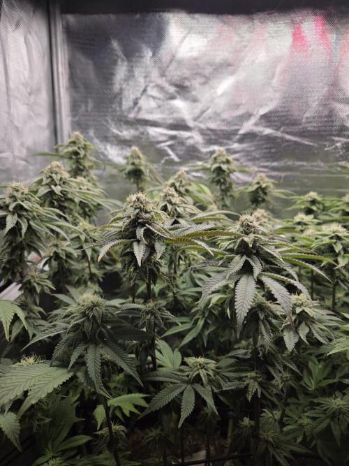 Grounded Genetics im Sumpf. Week 15 - Strawberry Gummies