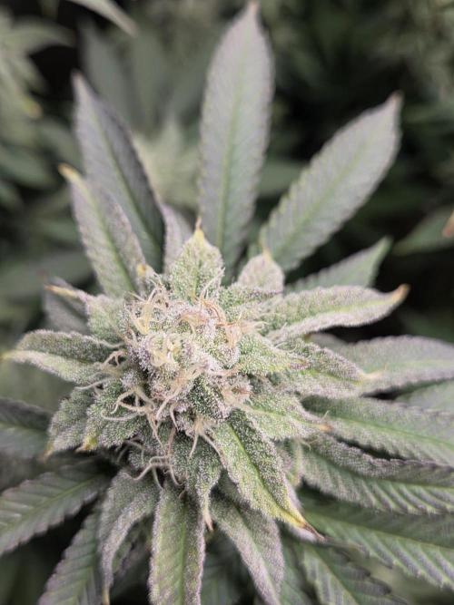 Grounded Genetics im Sumpf. Week 15 - Strawberry Gummies