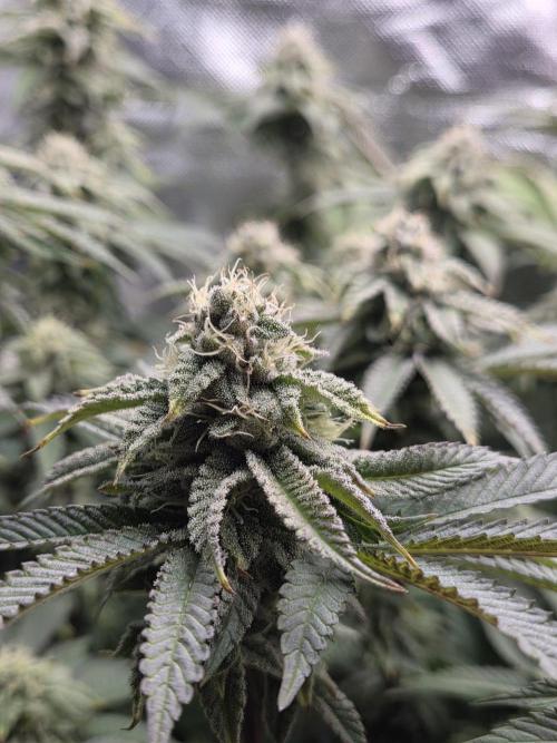 Grounded Genetics im Sumpf. Week 15 - Strawberry Gummies