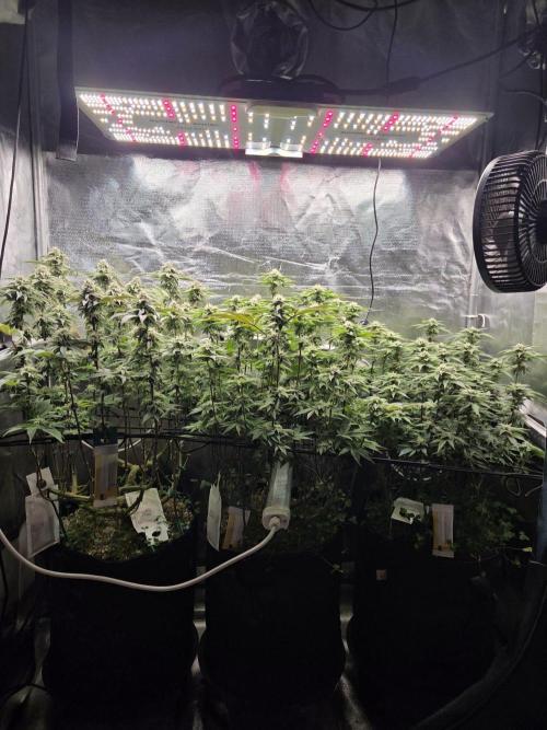 Grounded Genetics im Sumpf. Week 15