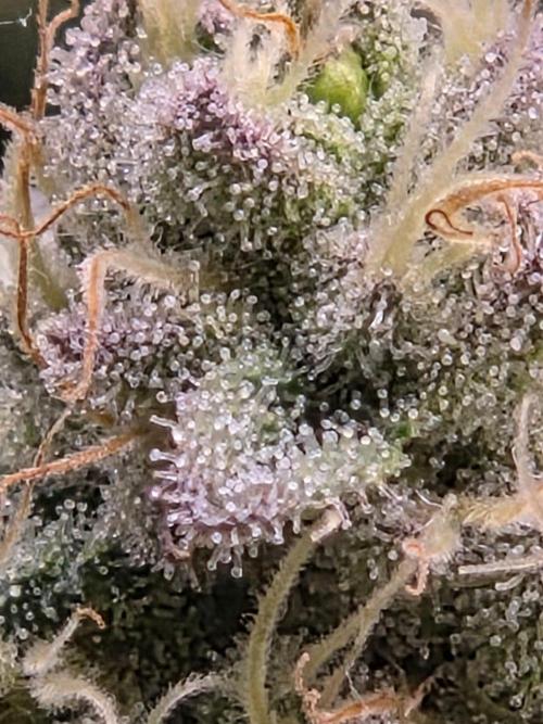Grounded Genetics im Sumpf. Week 15 - Strawberry Gummies