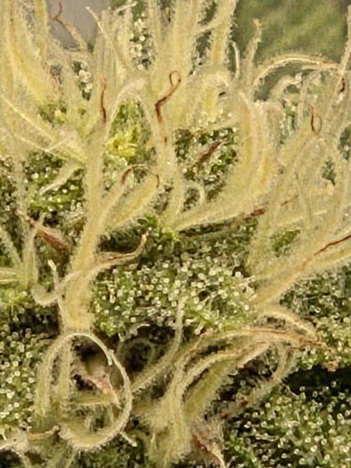 Grounded Genetics im Sumpf. Week 15 - Sour Blucci