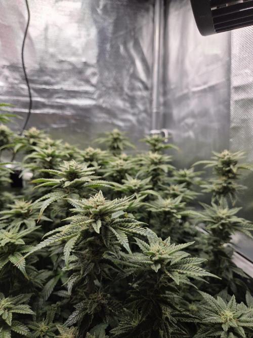 Grounded Genetics im Sumpf. Week 16 - Pink Chai