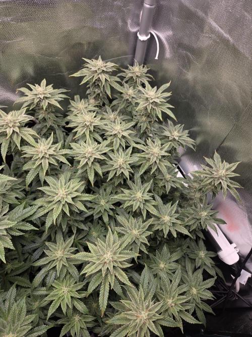 Grounded Genetics im Sumpf. Week 16 - Pink Chai