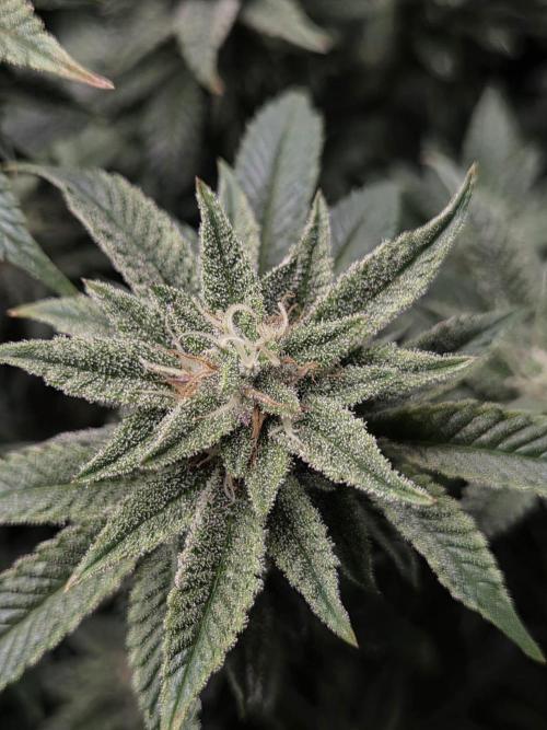 Grounded Genetics im Sumpf. Week 16 - Pink Chai