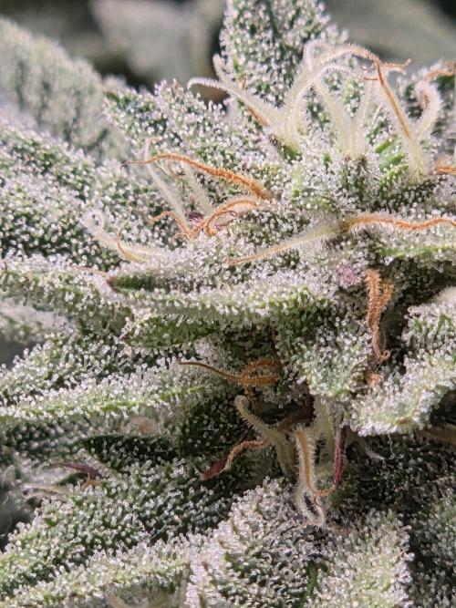 Grounded Genetics im Sumpf. Week 16 - Pink Chai
