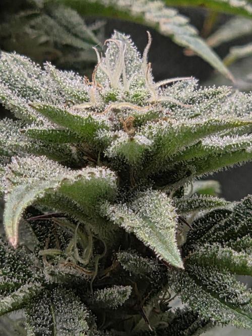 Grounded Genetics im Sumpf. Week 16 - Pink Chai