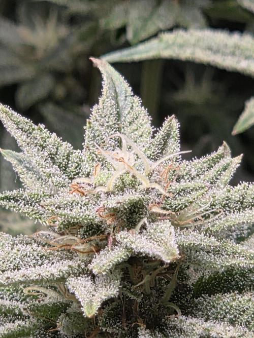 Grounded Genetics im Sumpf. Week 16 - Pink Chai