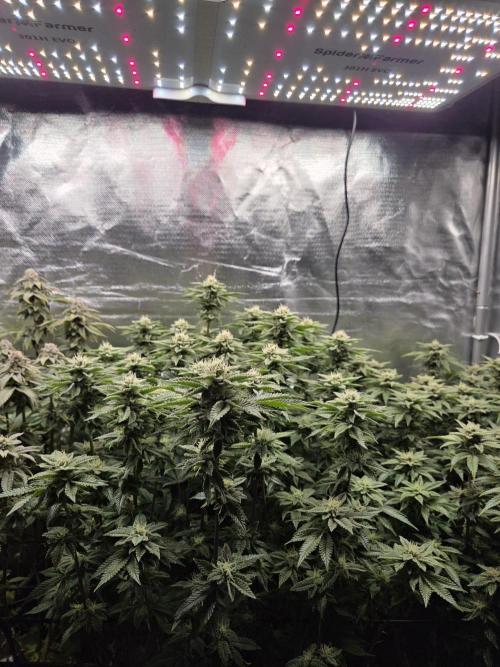 Grounded Genetics im Sumpf. Week 16 - Sour Blucci