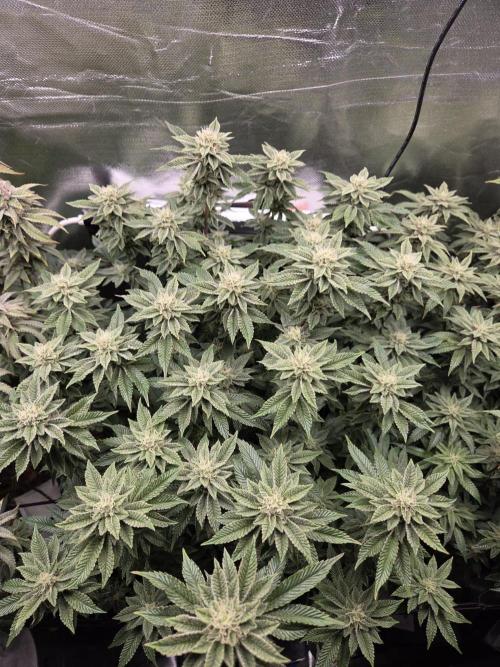 Grounded Genetics im Sumpf. Week 16 - Sour Blucci