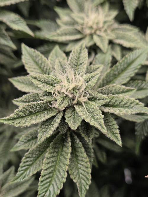 Grounded Genetics im Sumpf. Week 16 - Sour Blucci