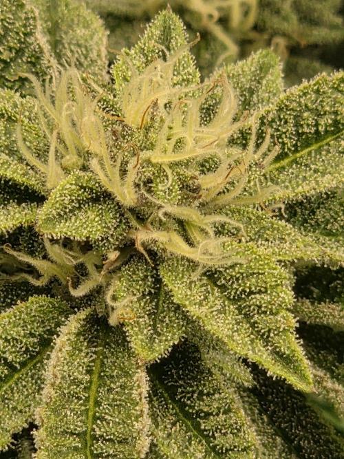 Grounded Genetics im Sumpf. Week 16 - Sour Blucci