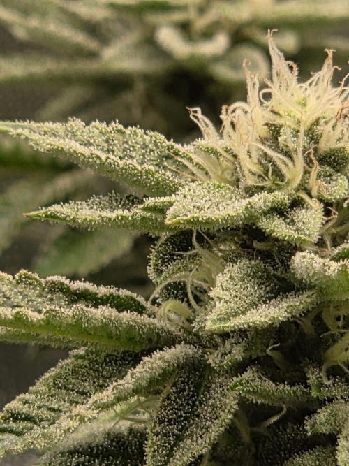 Grounded Genetics im Sumpf. Week 16
