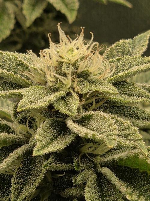Grounded Genetics im Sumpf. Week 16 - Sour Blucci