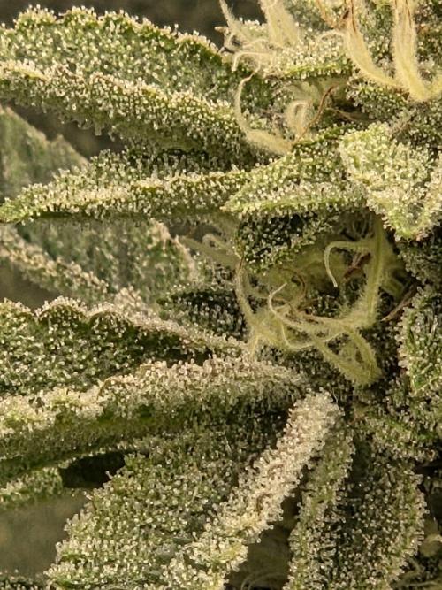 Grounded Genetics im Sumpf. Week 16 - Sour Blucci