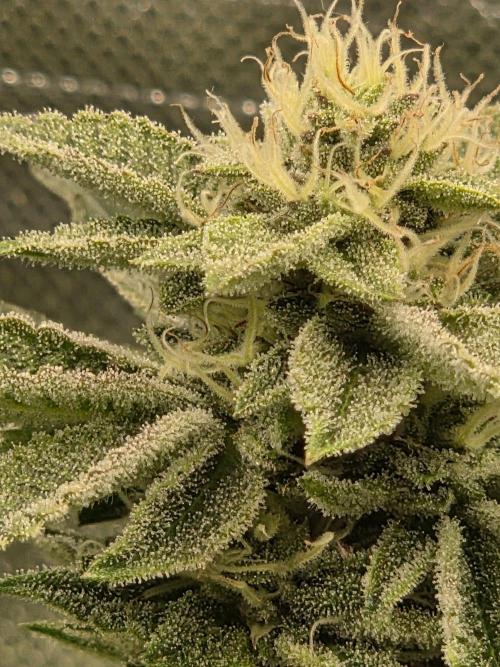 Grounded Genetics im Sumpf. Week 16 - Sour Blucci
