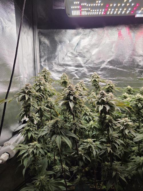 Grounded Genetics im Sumpf. Week 16 - Strawberry Gummies